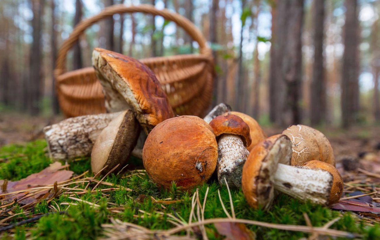 Полювання за грибними скарбами: де в червні знайти розсипи великих лисичок, білих та інших грибів
