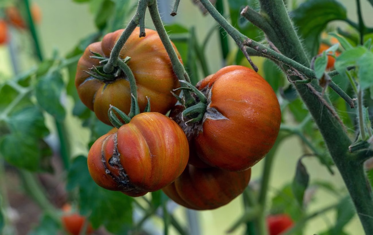 7 дивовижних причин хвороб у помідорів: як їх врятувати!