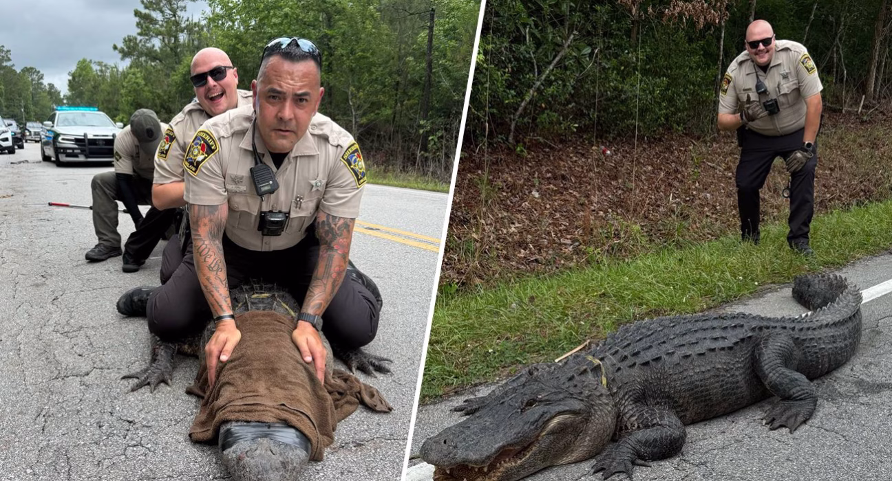 Незвичний спійманий злочинець: 180-кілограмовий алігатор спричинив переполох