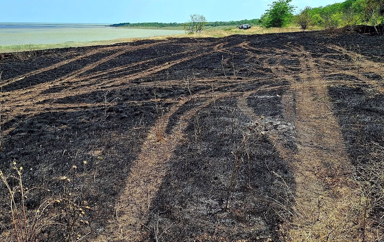 Полум'я поглинуло природний оазис: в Одеському регіоні залишені руїни національного парку (фото)
