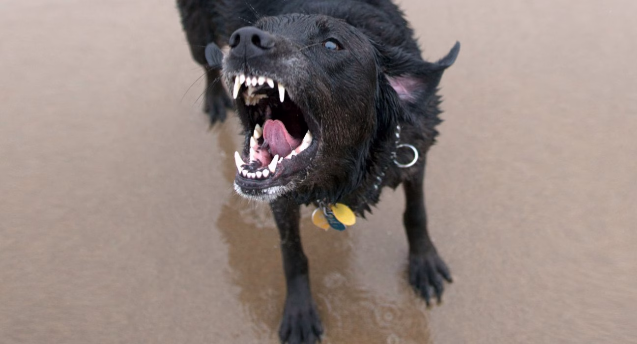 Сумська область під загрозою: за пів року зафіксовано стільки випадків сказу, скільки за весь 2024-й.