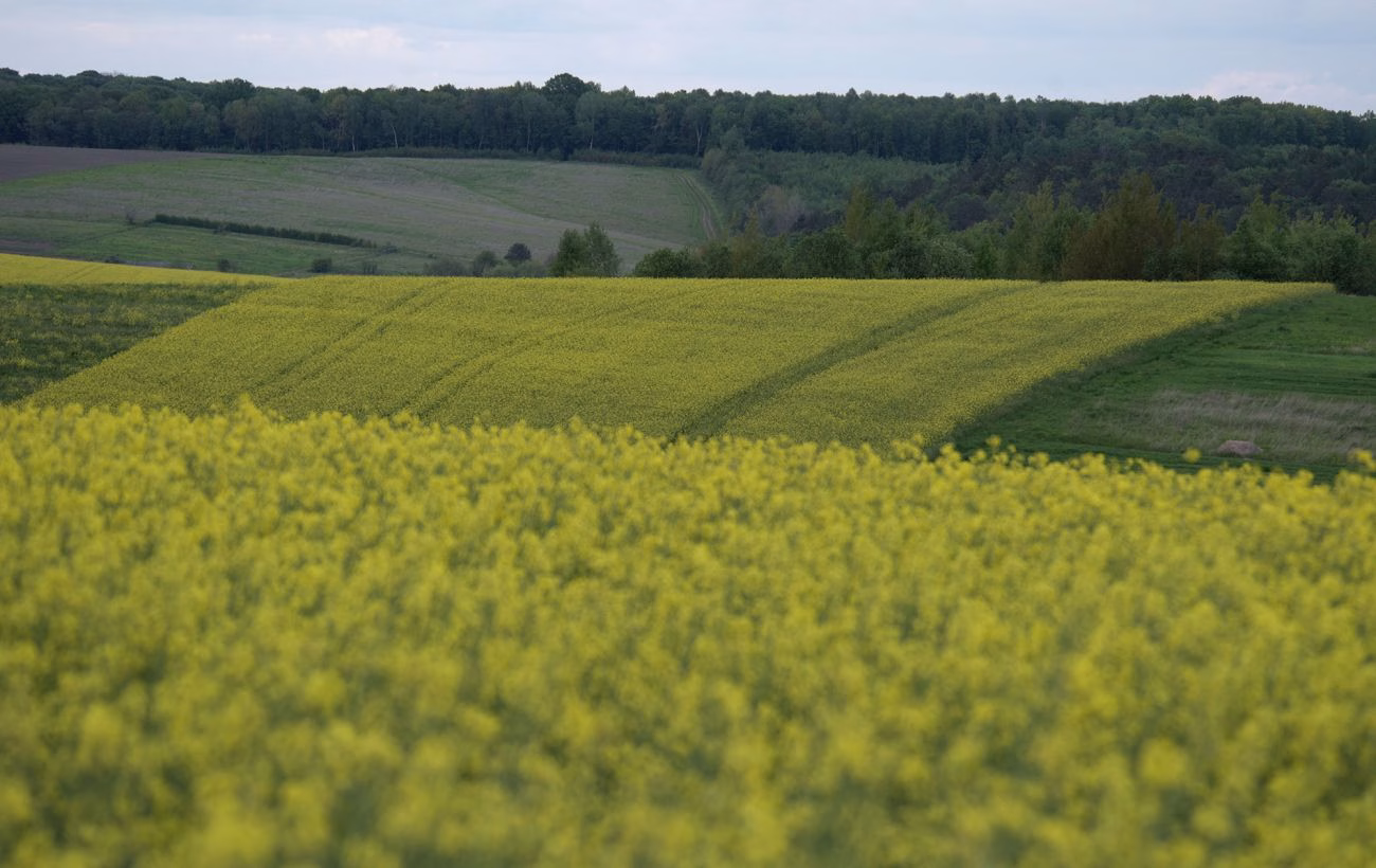 Заява АСС про унікальні заходи щодо експорту олійних культур