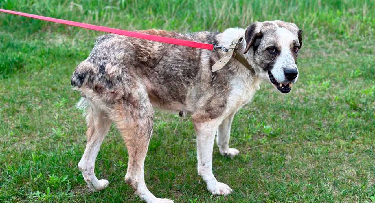Від очікувань до співчуття: 4 зворушливі історії хворих собак з притулку в Гостомелі