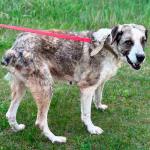 Mercedes-Benz CLA: Офіційні фото нового універсала в електричних і гібридних версіях