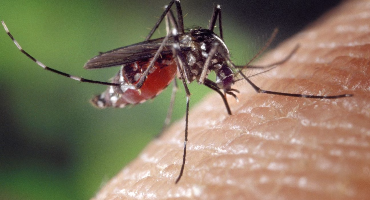 Всесвітня організація охорони здоров'я стурбована спалахом вірусу, що поширюється комарами