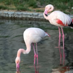 Як відрізнити гарні автомобілі від поганих: поради для вигідної покупки