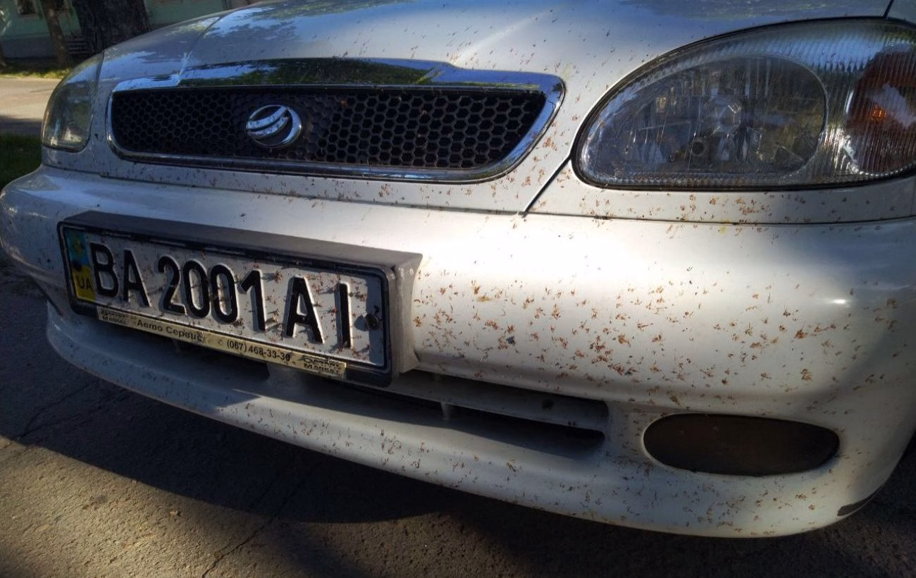 Немиті сліди: наслідки залишення комах на кузові авто