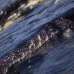 Прощание с Андреем Парубием на Великой заупокойной службе во Львове